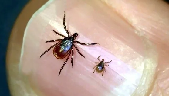 The ticks are back...and they're hungry. illustration