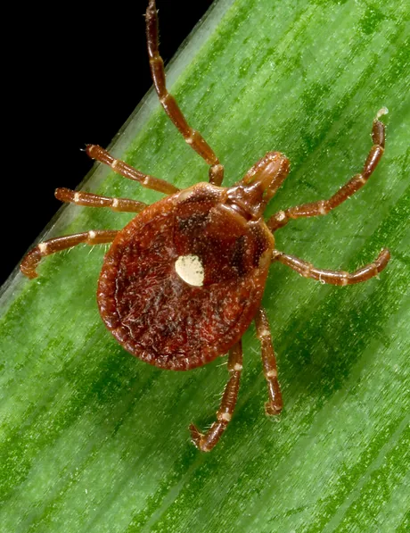 Close-up of a Lone Star tick, identified by the single white spot on its back